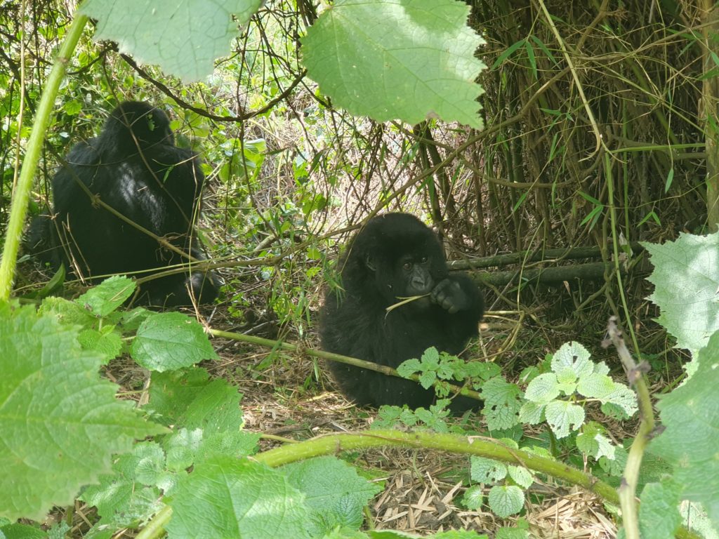 mountain gorillas rwanda