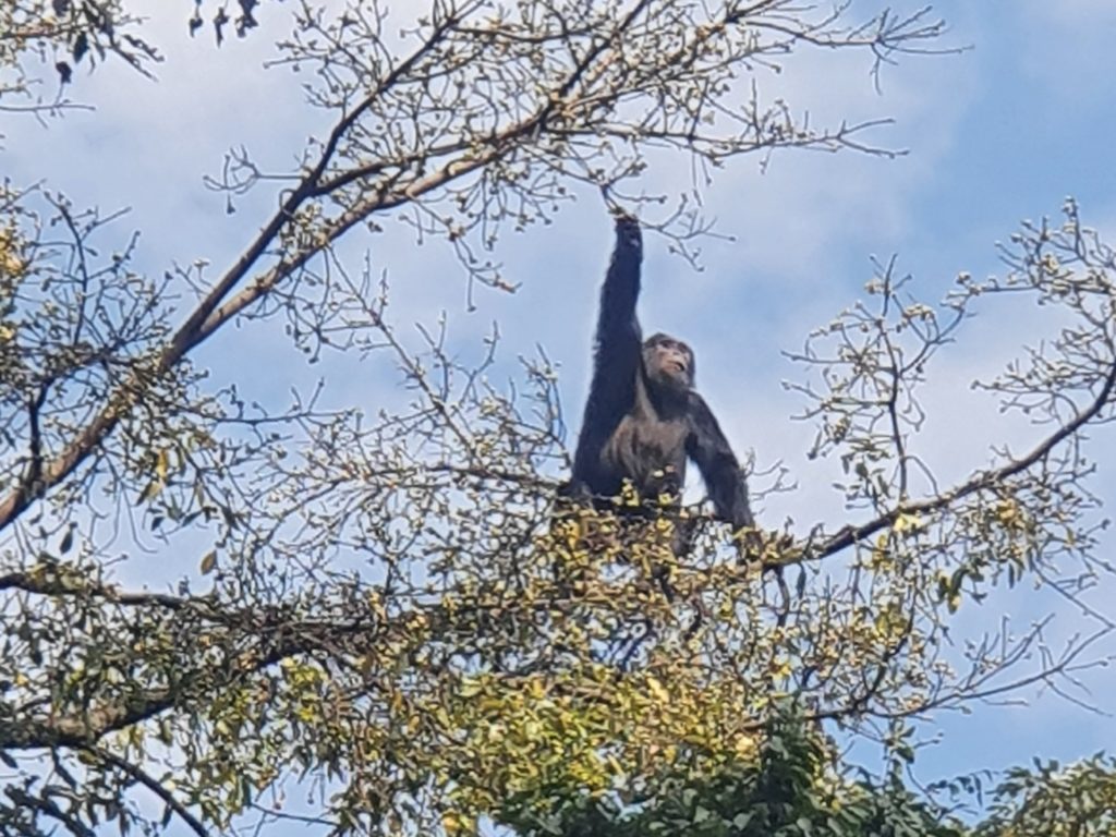 chimpanzee nyungwe national park