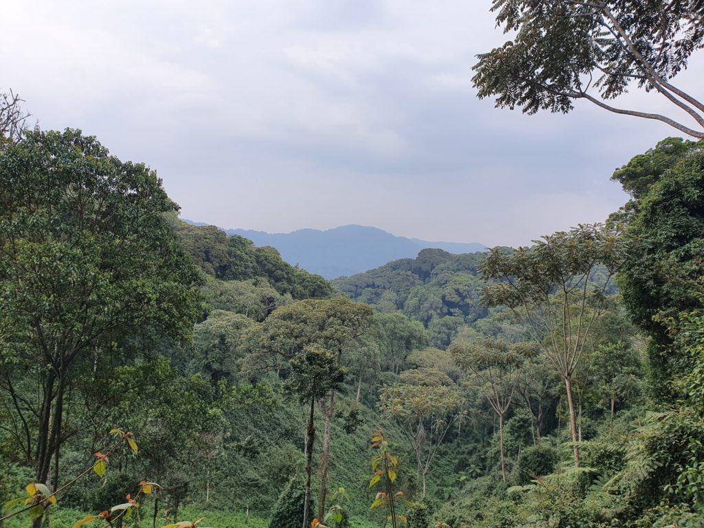 nyungwe national park rwanda