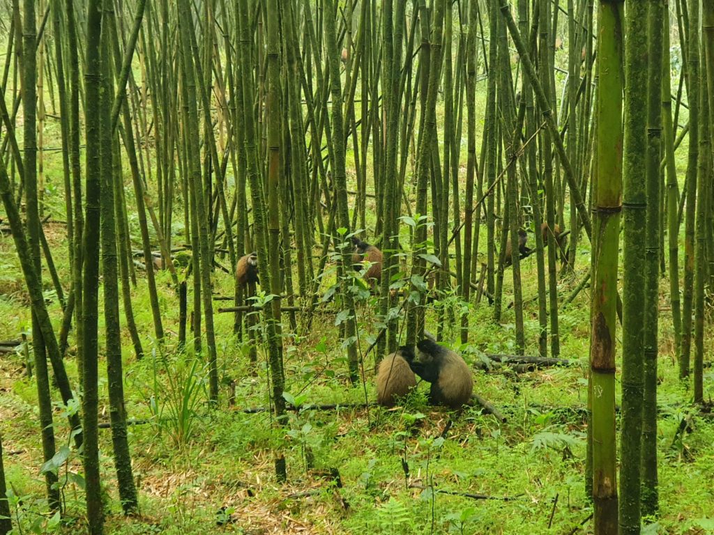 golden monkeys rwanda