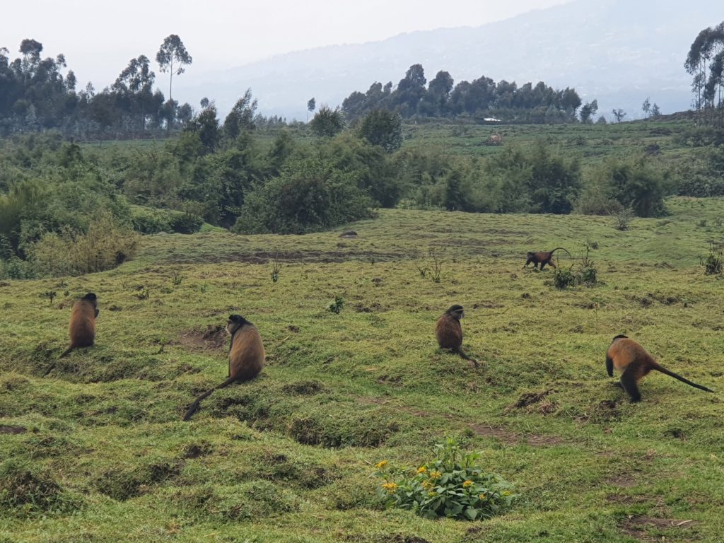 golden monkeys rwanda