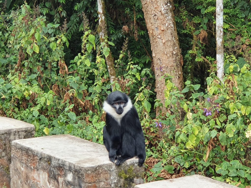 Black and white colobus monkey