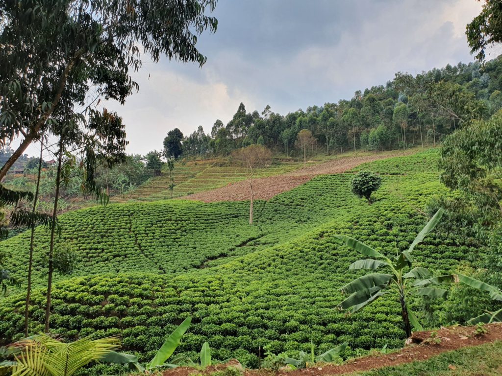 rwanda tea field
