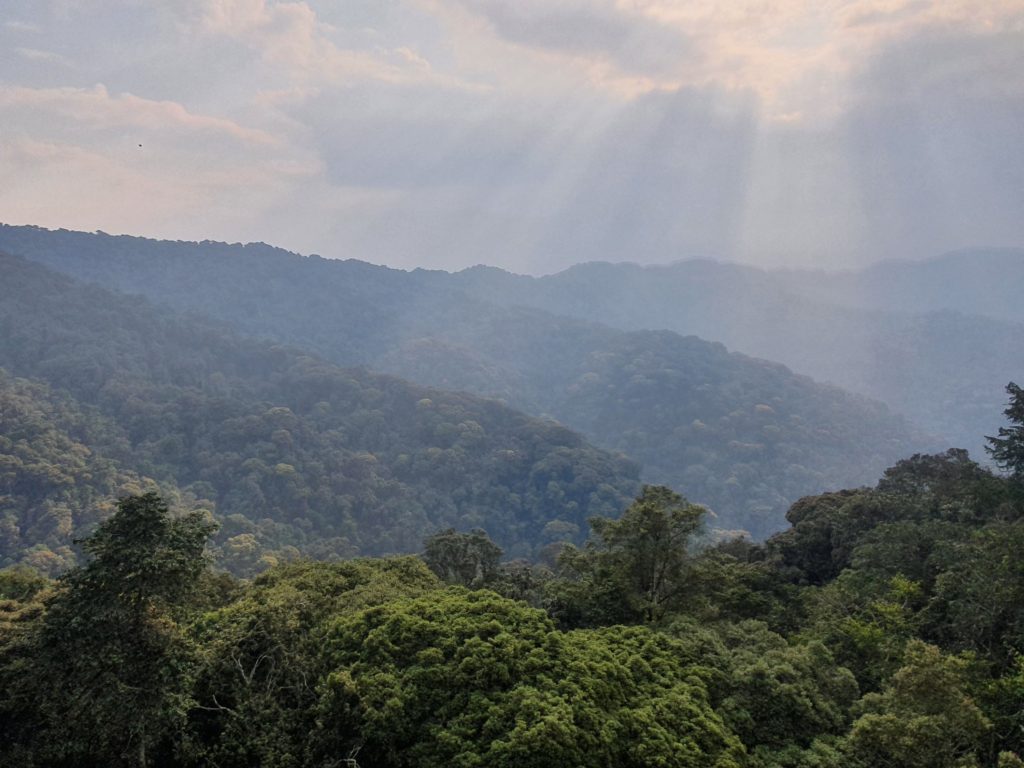 rwanda nyungwe national park