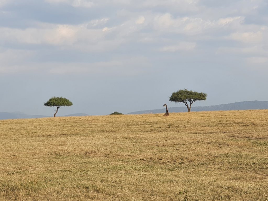 maasai mara kenya