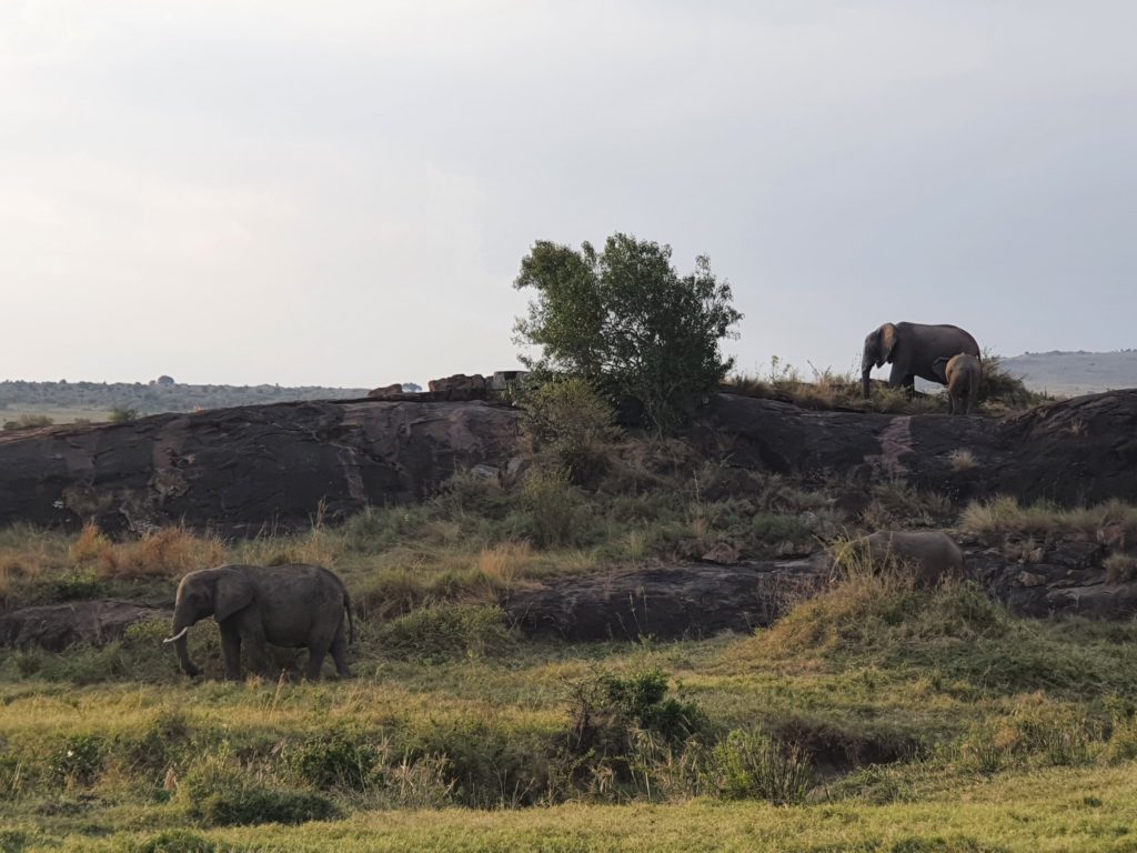 masai mara elephants
