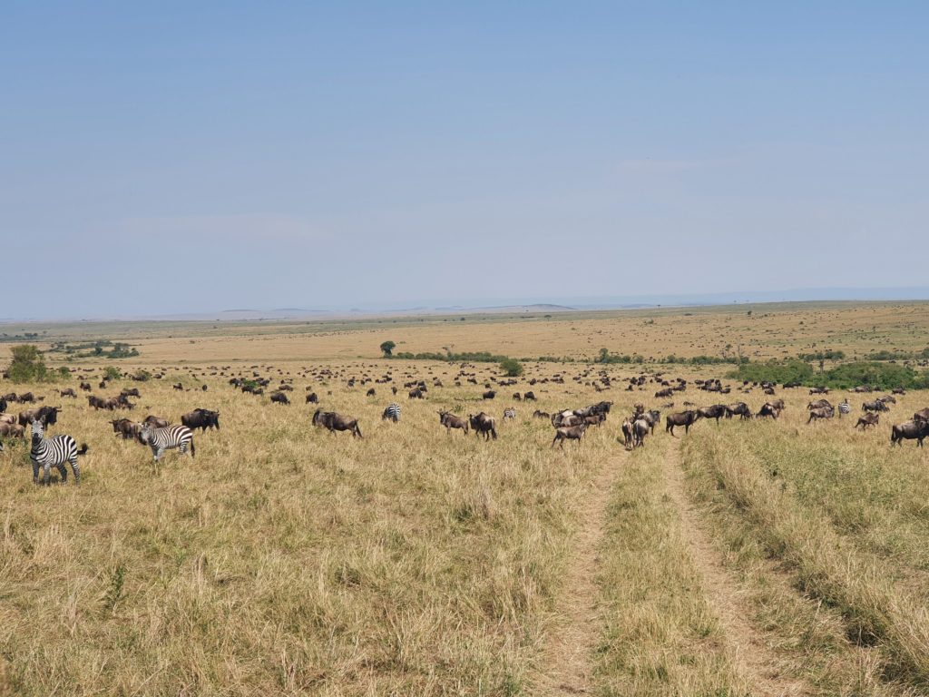 wildebeests masai mara