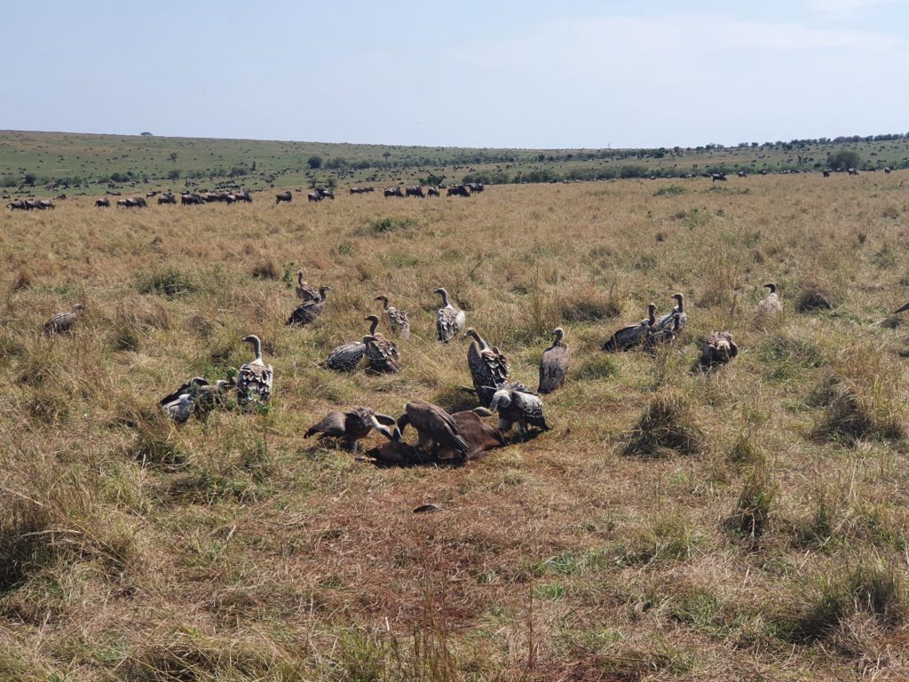 masai mara vultures