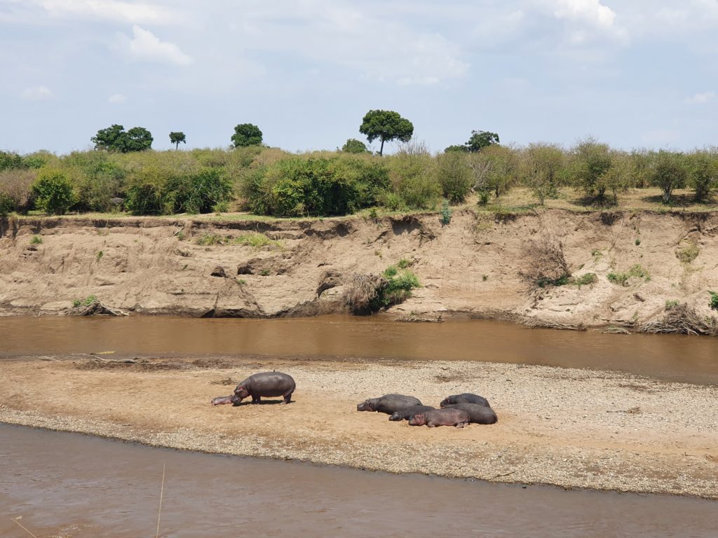 maasai mara hippo pool