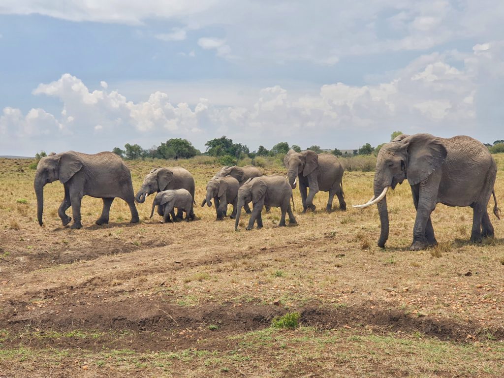 elephants maasai mara kenya