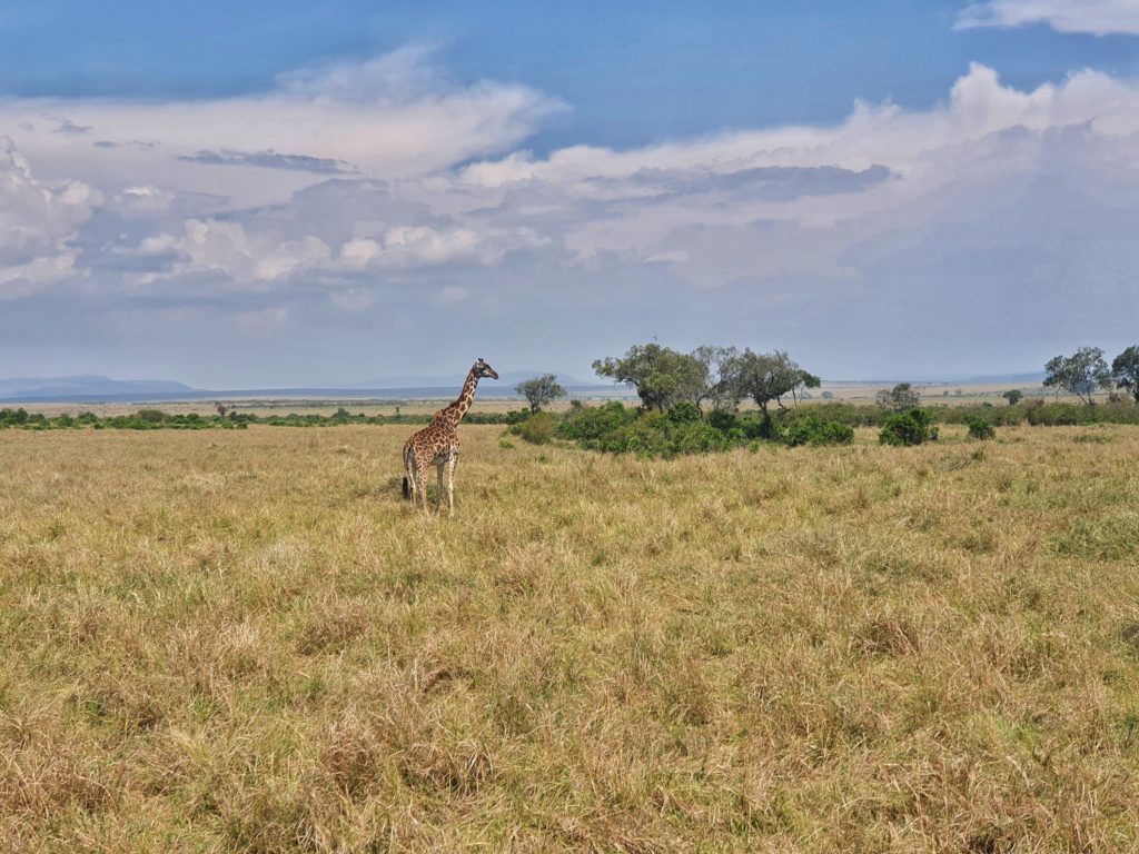 masai mara giraffe