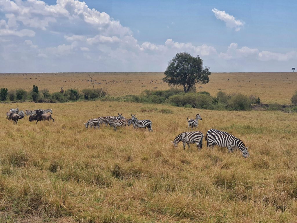 masai mara zebras