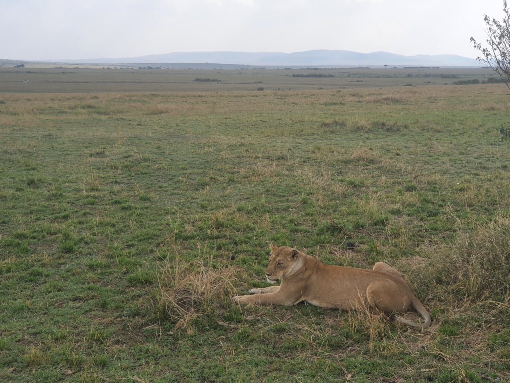 masai mara kenya lion