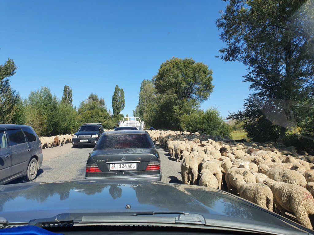 kyrgyzstan sheep herd