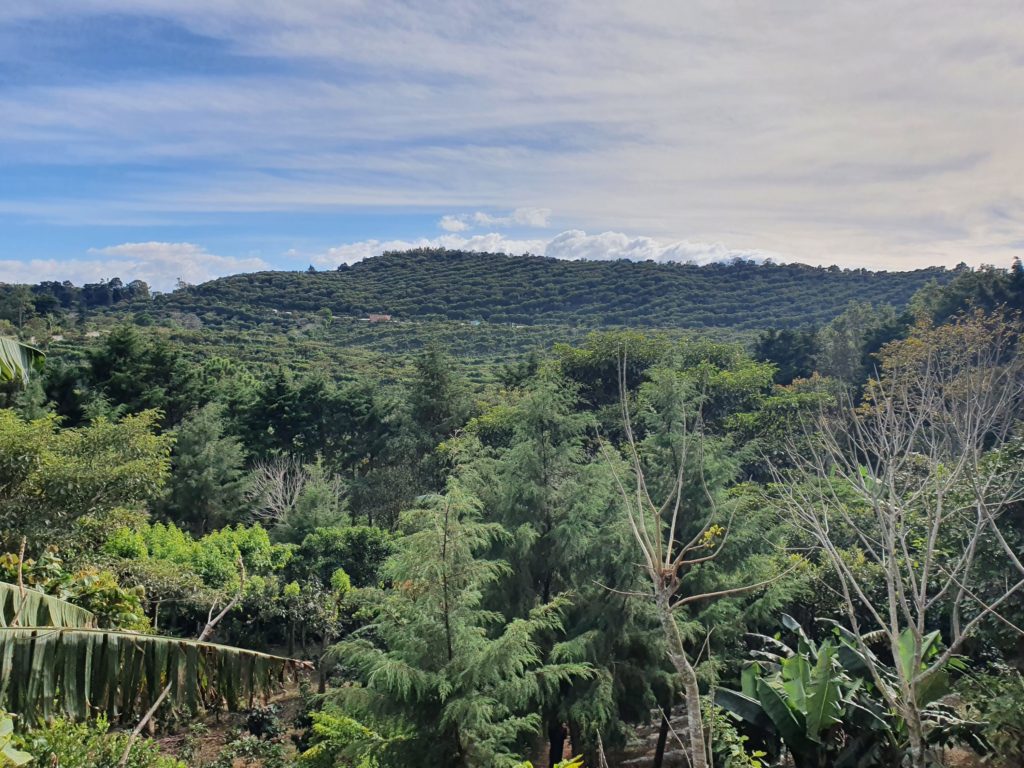 coffee plantation el salvador