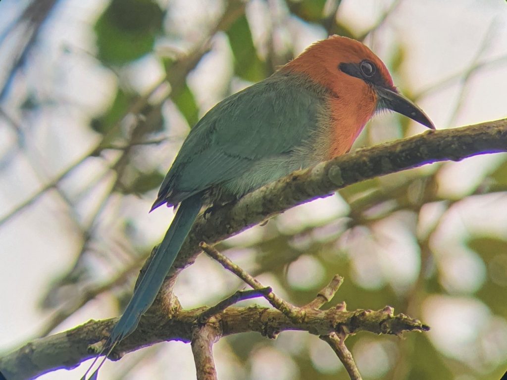 costa rica bird la fortuna