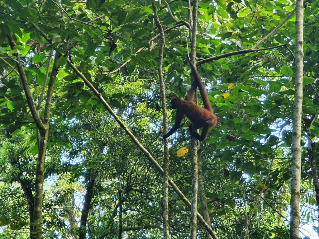 corcovado spider monkey