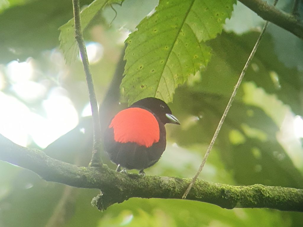 costa rica red bird