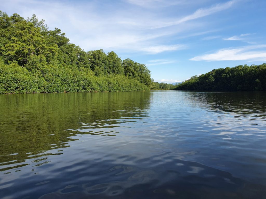 sierpe mangrove forest