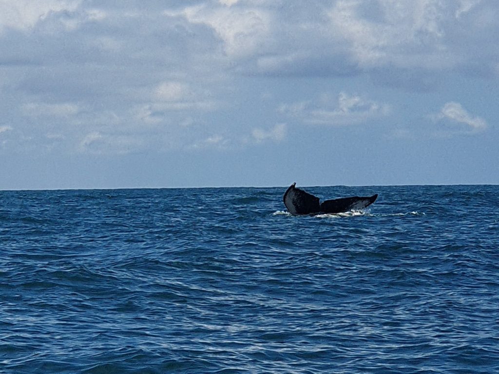 whale watching uvita costa rica