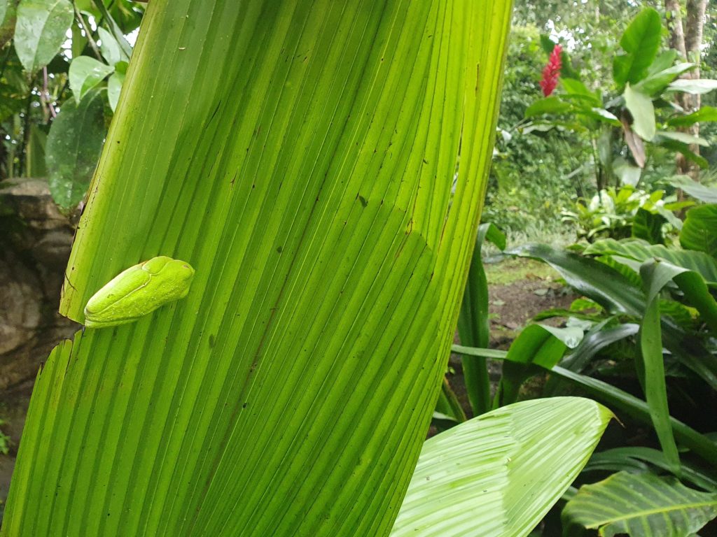 costa rica wildlife