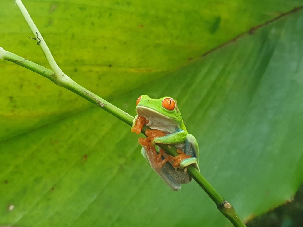 costa rica green frog