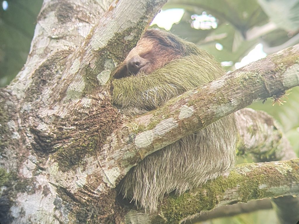 bogarin sloth trail costa rica