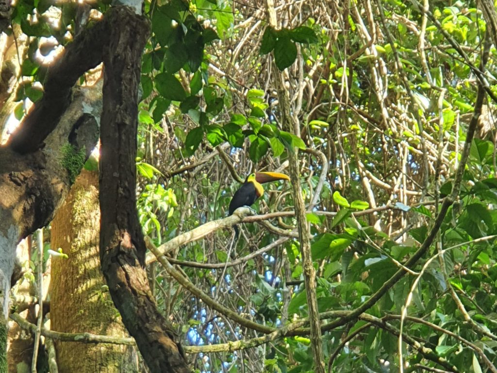 toucan corcovado costa rica