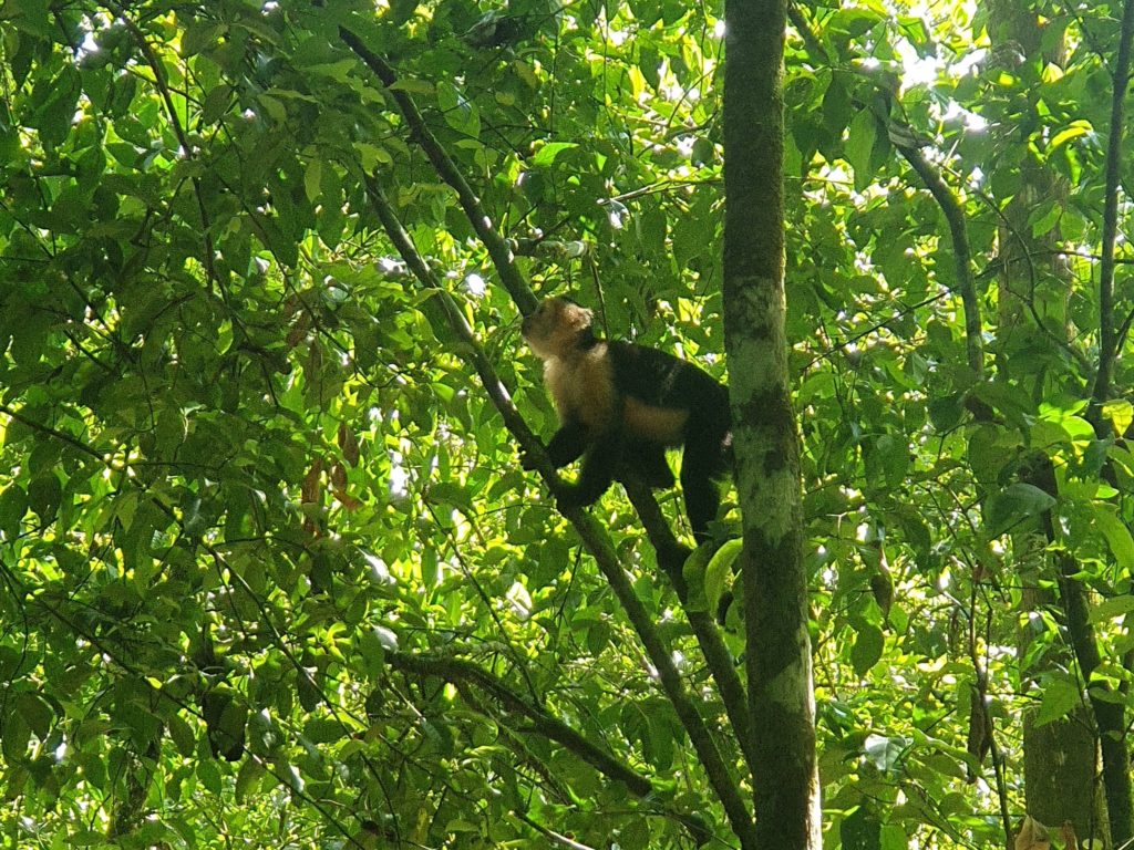 White-Faced Capuchin Monkey costa rica