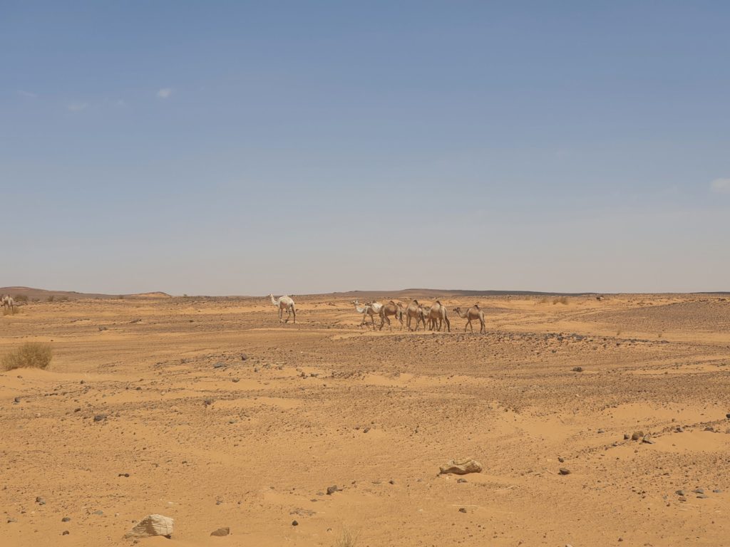 sudan sahara camels