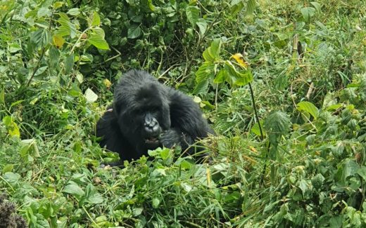 trip report rwanda