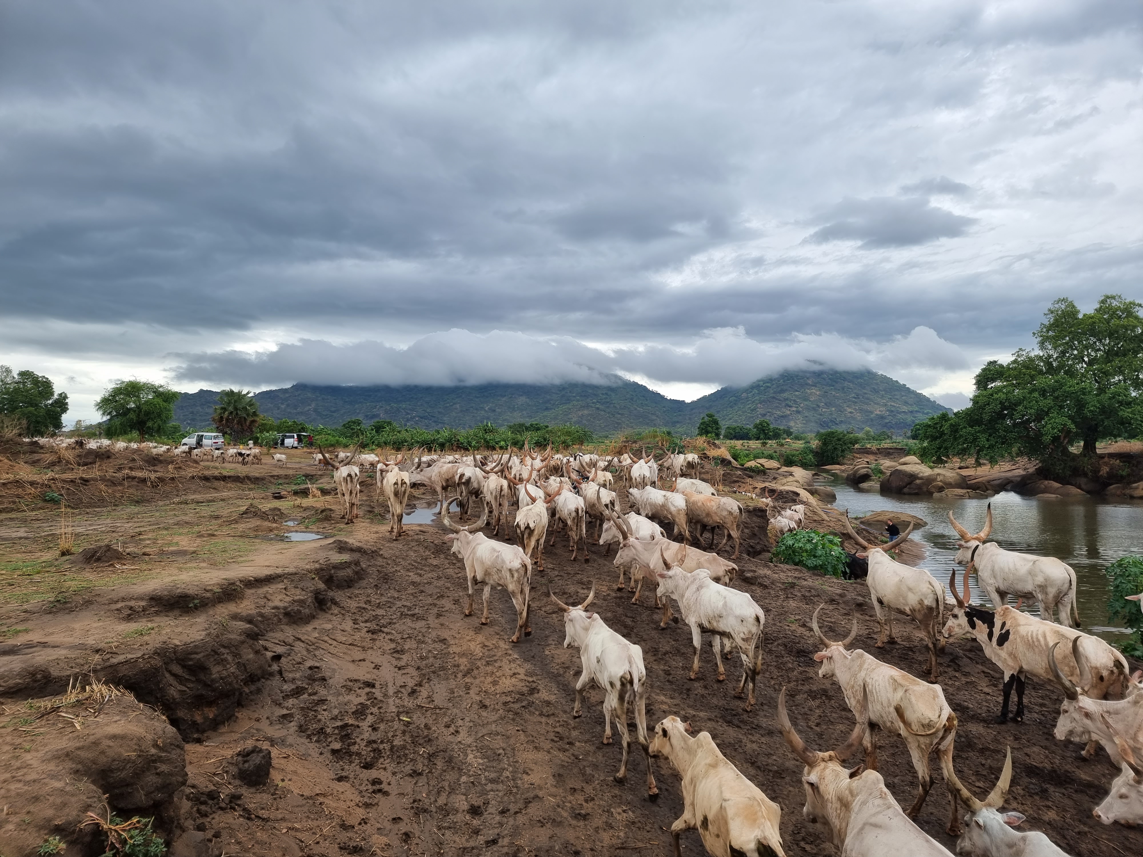 mundari cattle camp