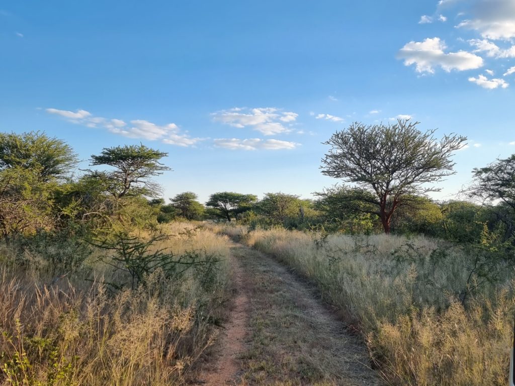 okonjima nature reserve namibia