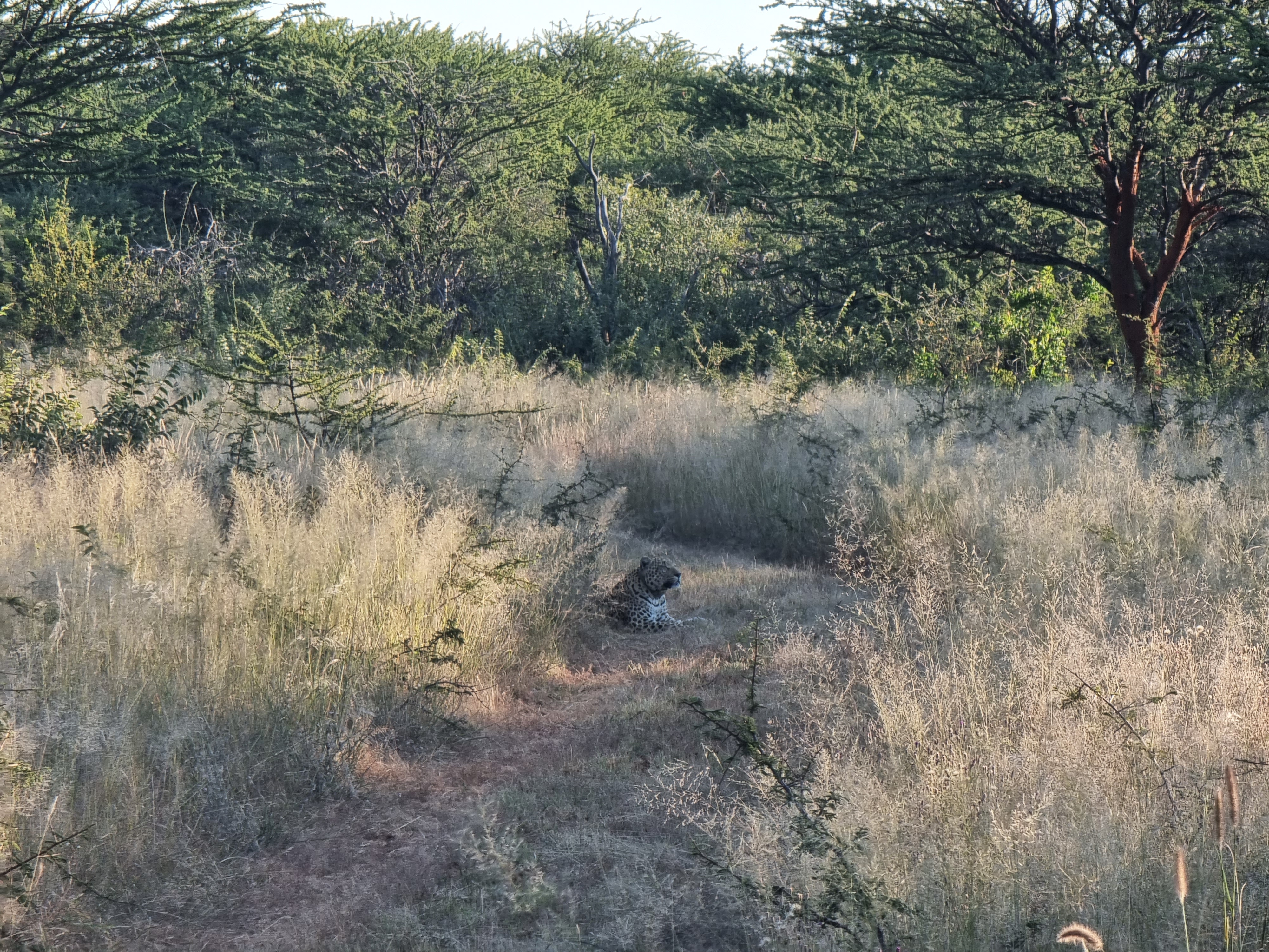 okonjima nature reserve leopard
