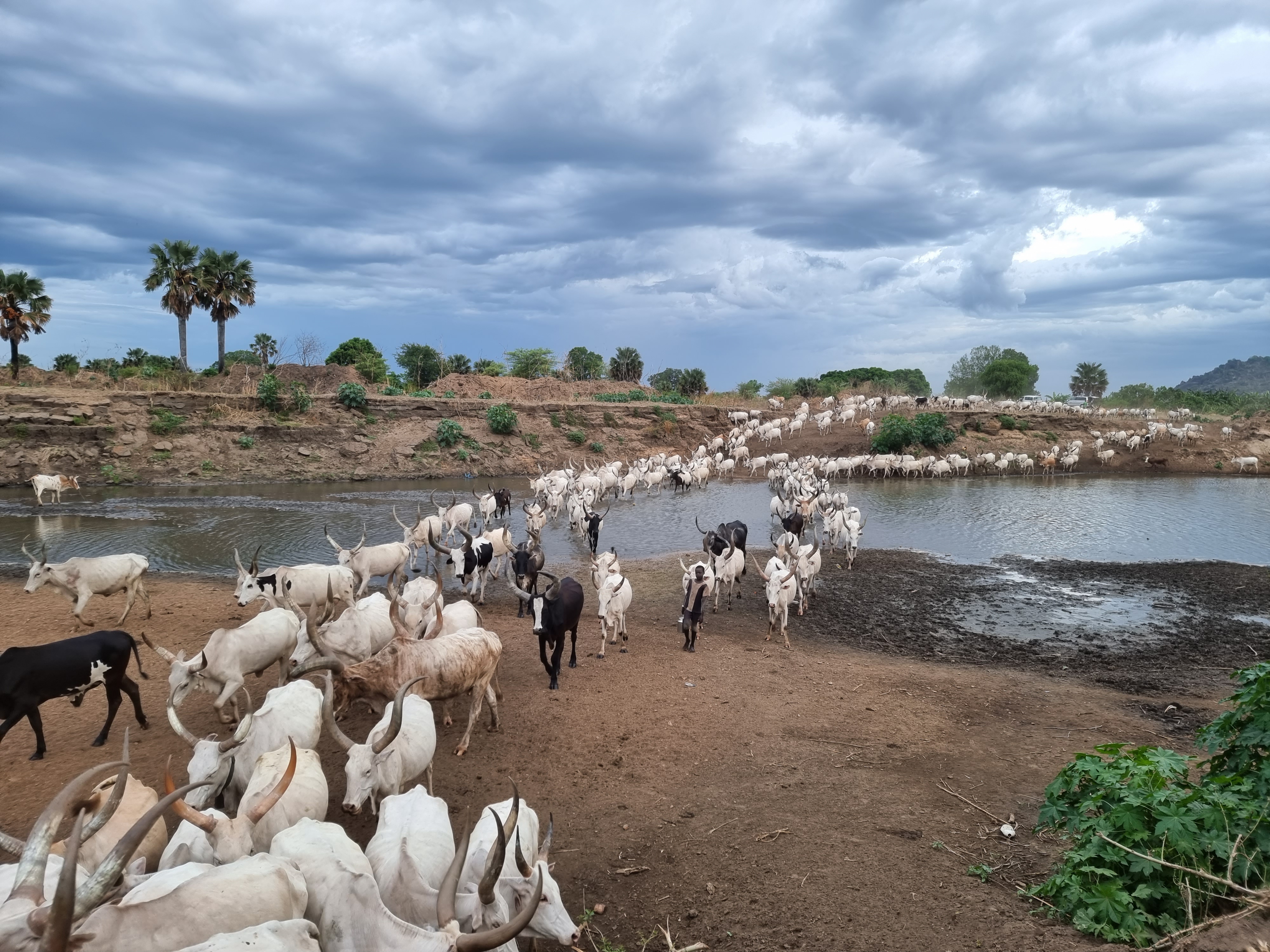 mundari cattle crossing the river
