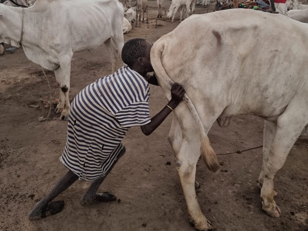 mundari stimulating cow