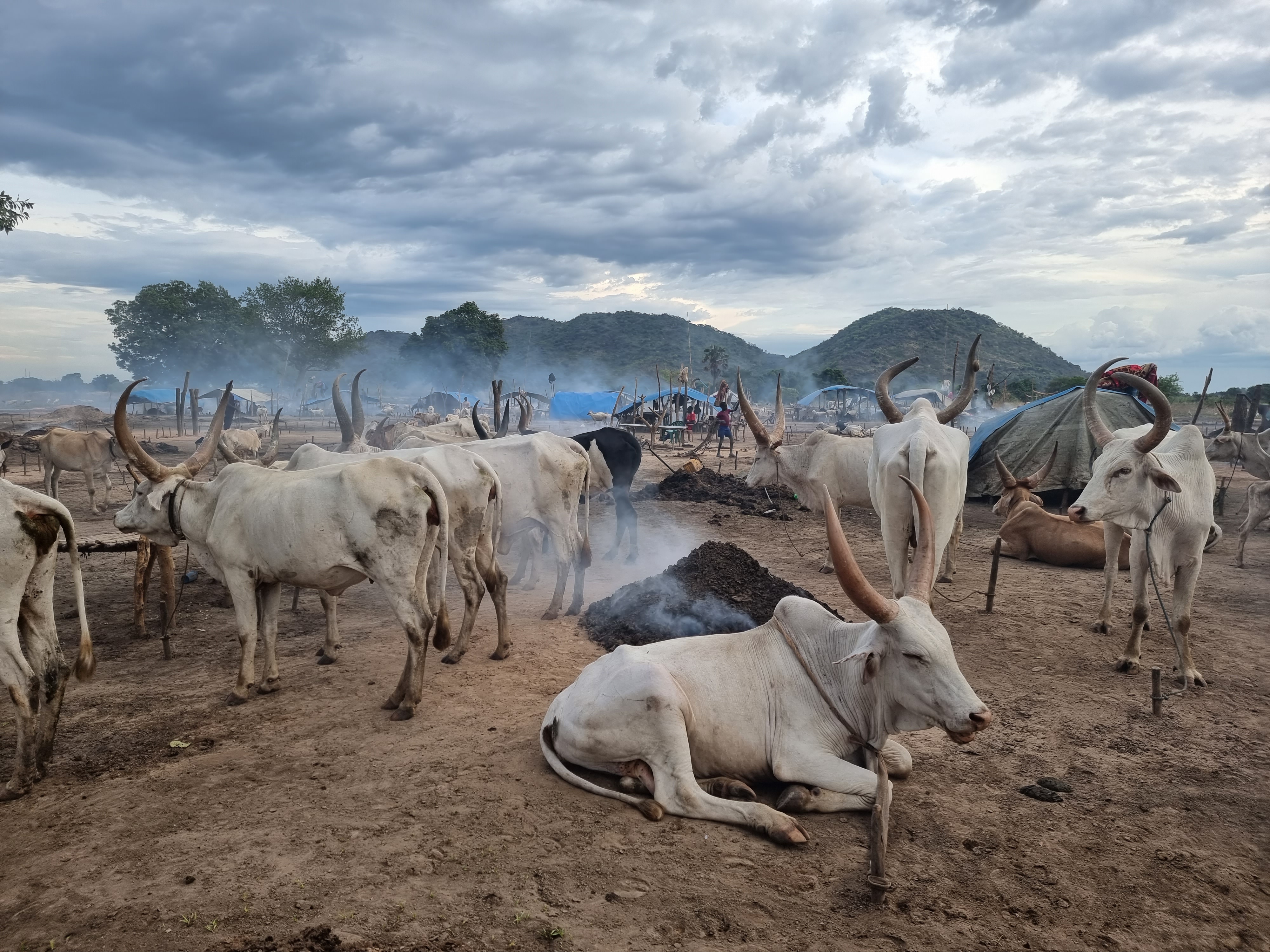 mundari cattle camp tribe