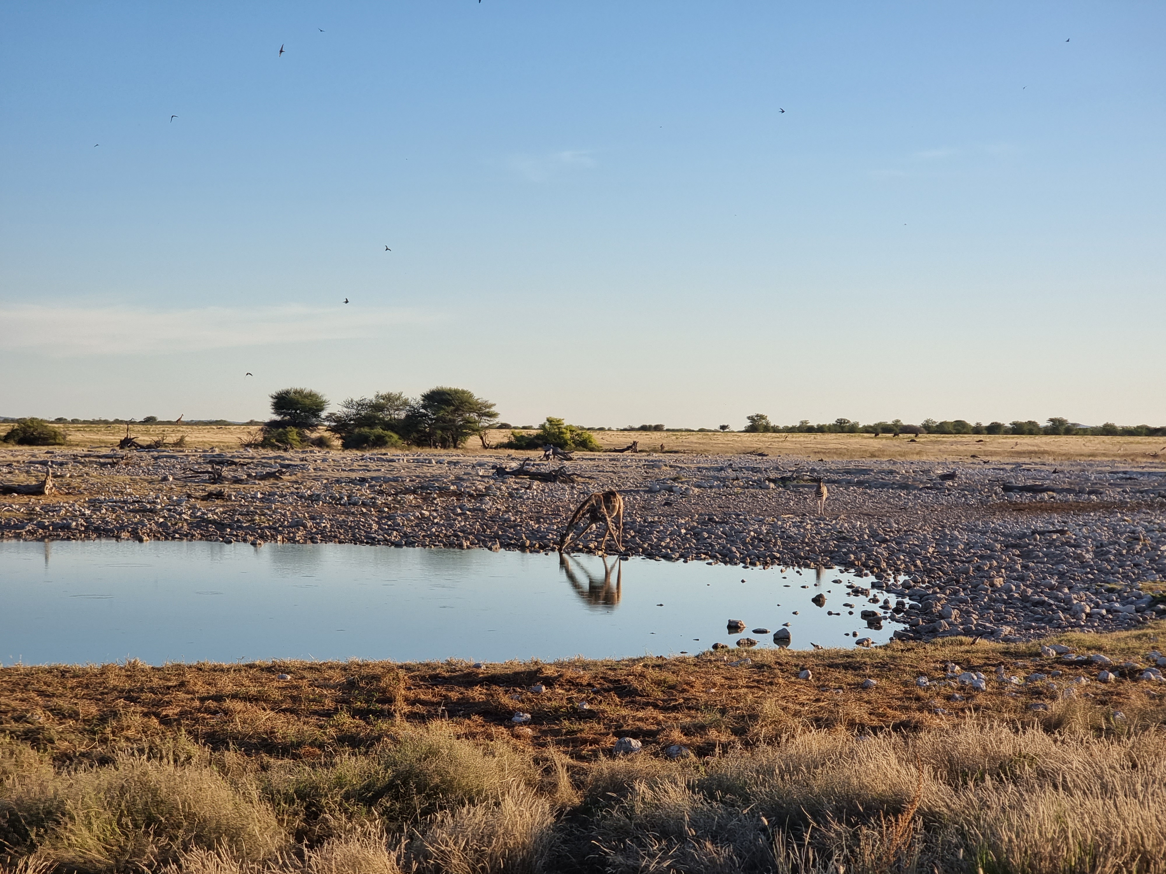 giraffe etosha namibia