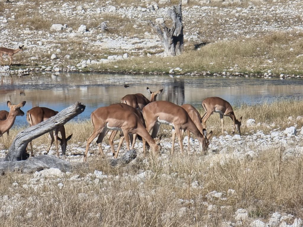 etosha namibia impalas