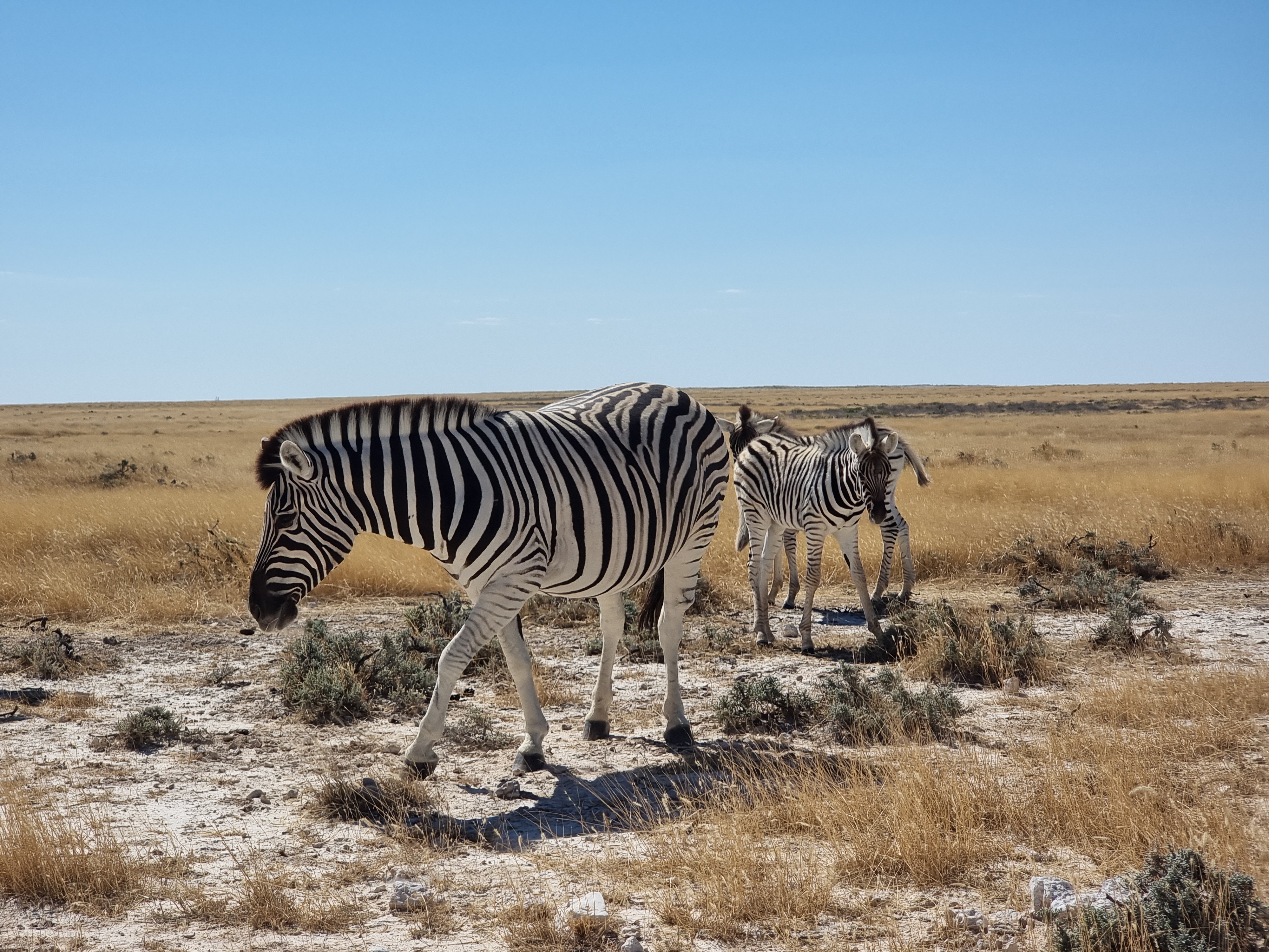 zebras etosha national park