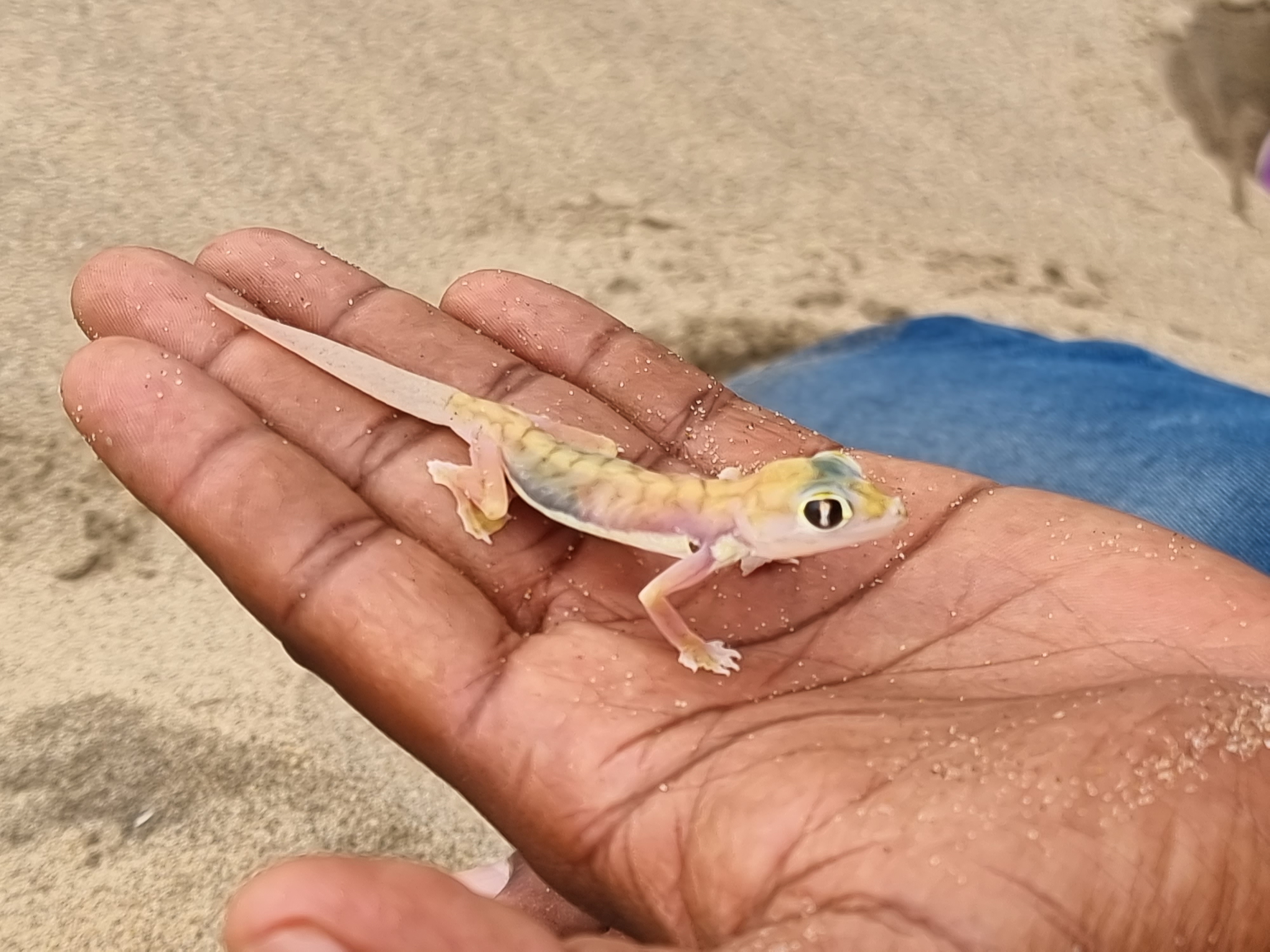namibia desert gecko