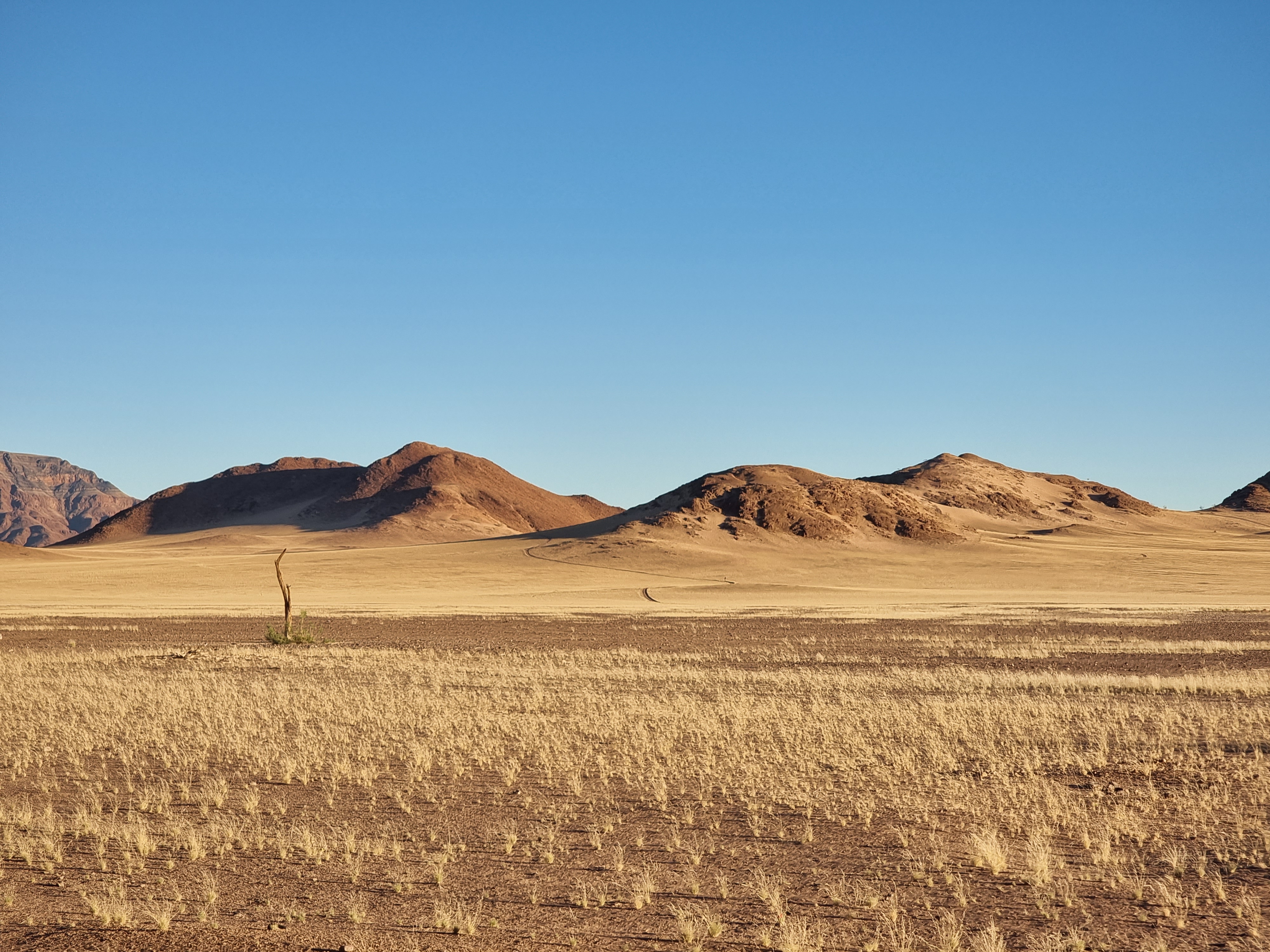 blooming sossusvlei