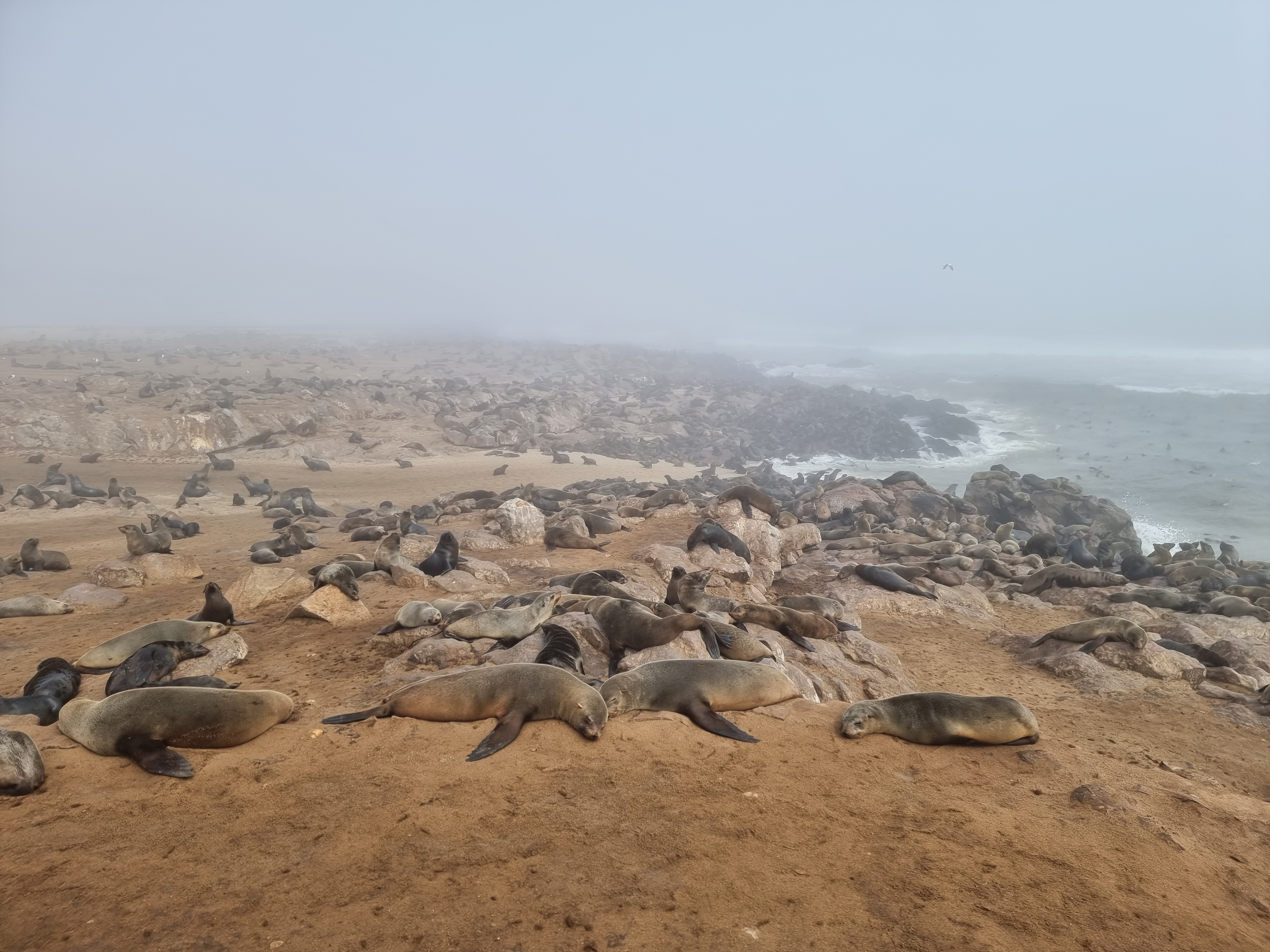 cape cross seal colony skeleton coast