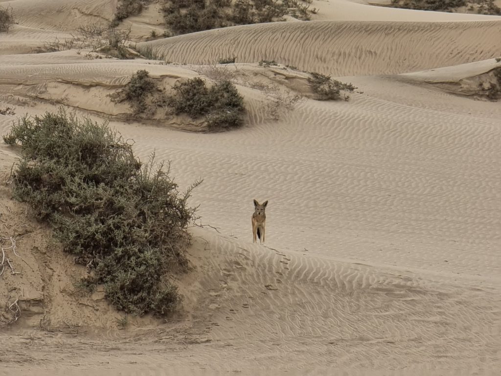 namibia desert wildlife