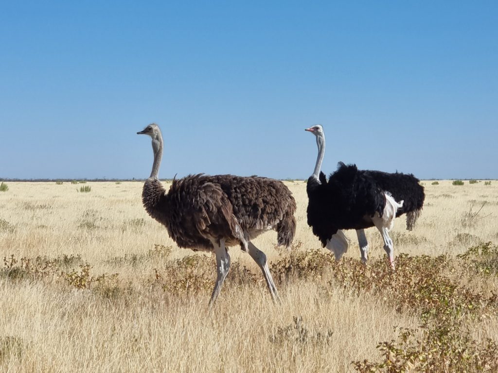 namibia etosha ostrich