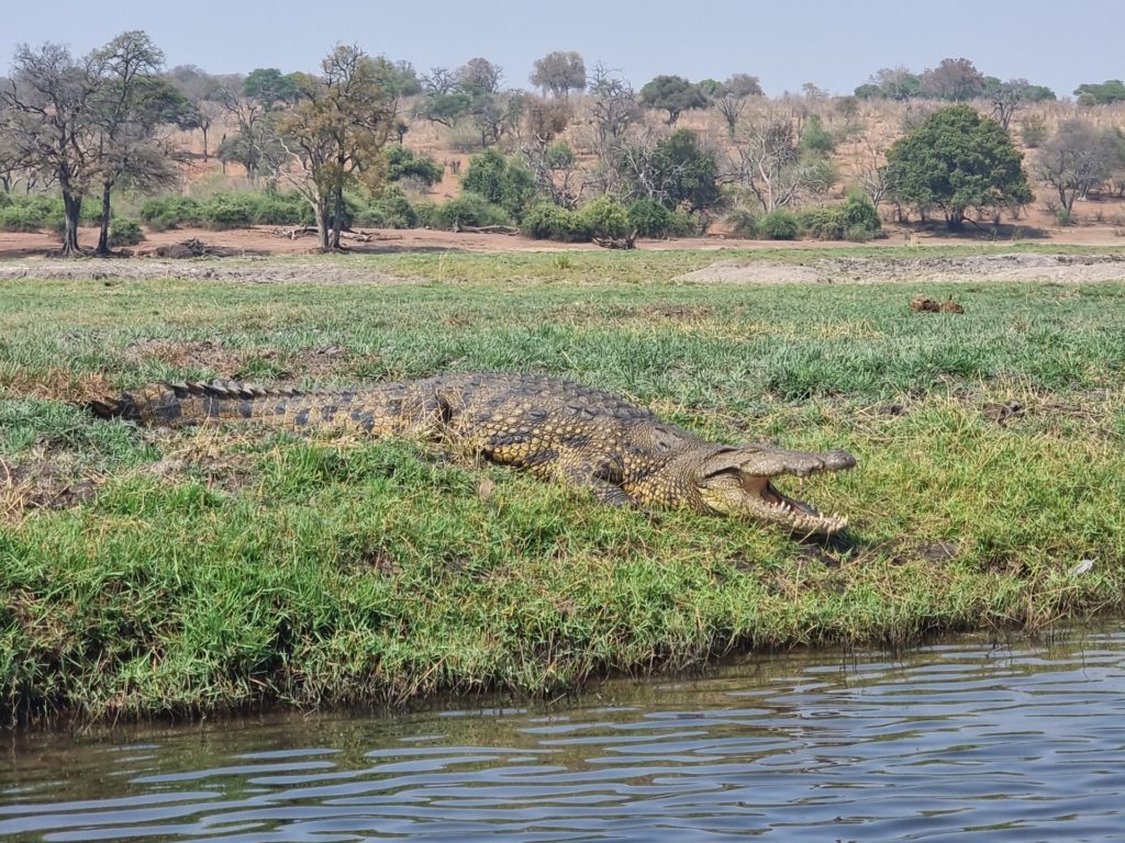 chobe botswana crocodile