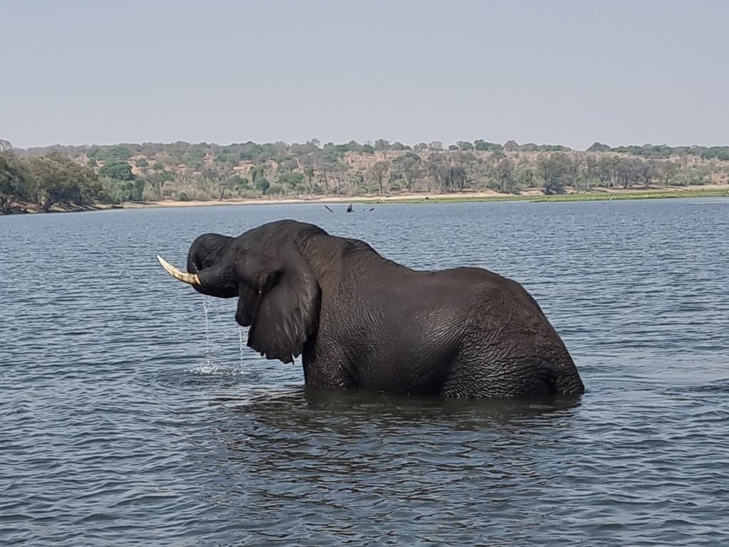 chobe national park elephant