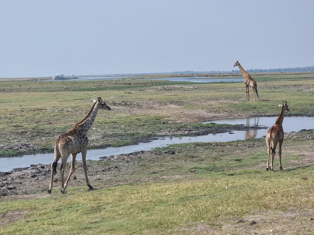 chobe national park giraffes