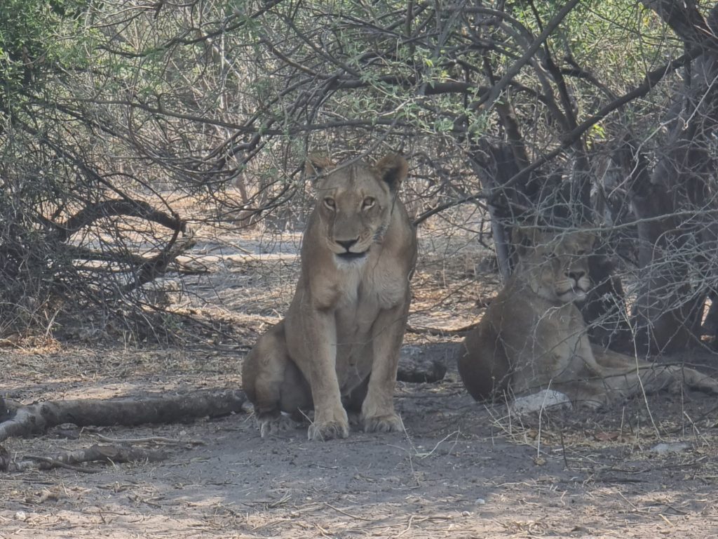 chobe lions