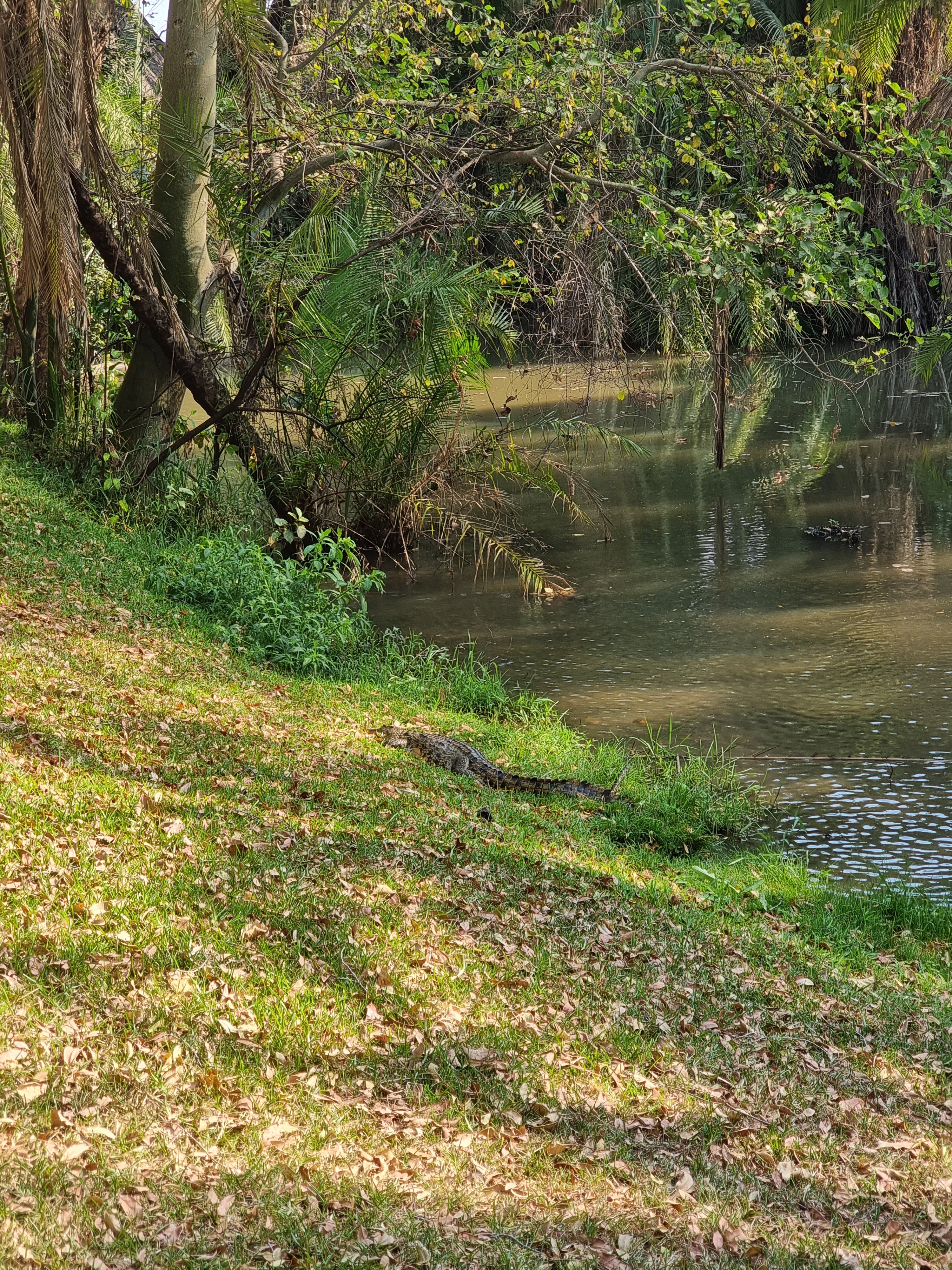 crocodile encounter livingstone